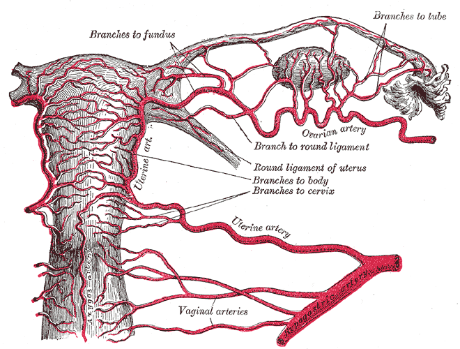 Uterus and broad ligament