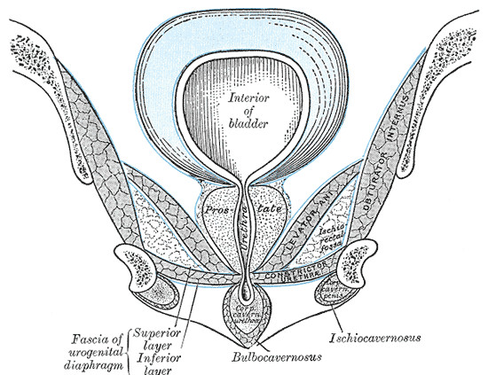 Coronal section through the pelvis and perineum showing the pelvic floor and perineal muscles